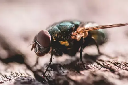 Yayda evinizə girən həşəratlara qarşı - TƏDBİR