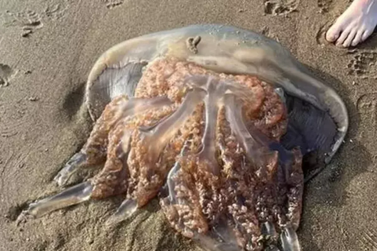 Dənizdə nəhəng dəniz meduza - TƏHLÜKƏSİ