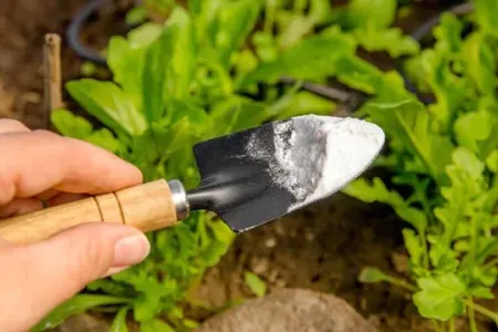 Bunu həftədə 2 dəfə bir qaşıq TÖKÜN: - İnanılmaz effekt