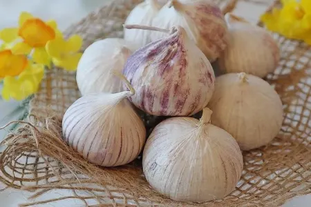 İcazəsiz yığımı - QADAĞANDIR!