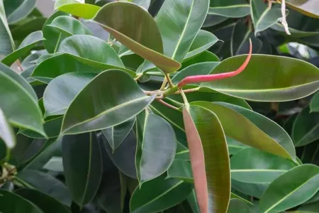 Bu bitki evi buz kimi edir - Yayda sərinləmək üçün...