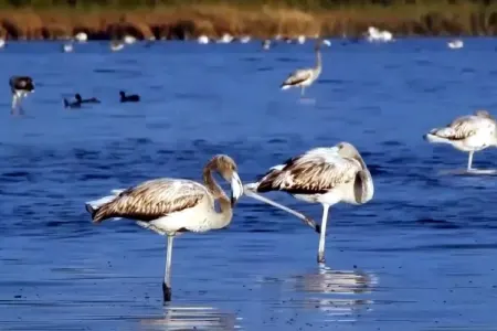 Türkiyənin ən böyük gölü - QURUYUR