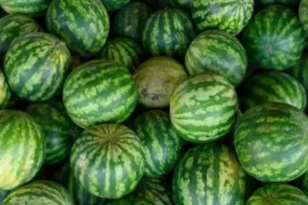 Bu qarpızları yemək olmaz