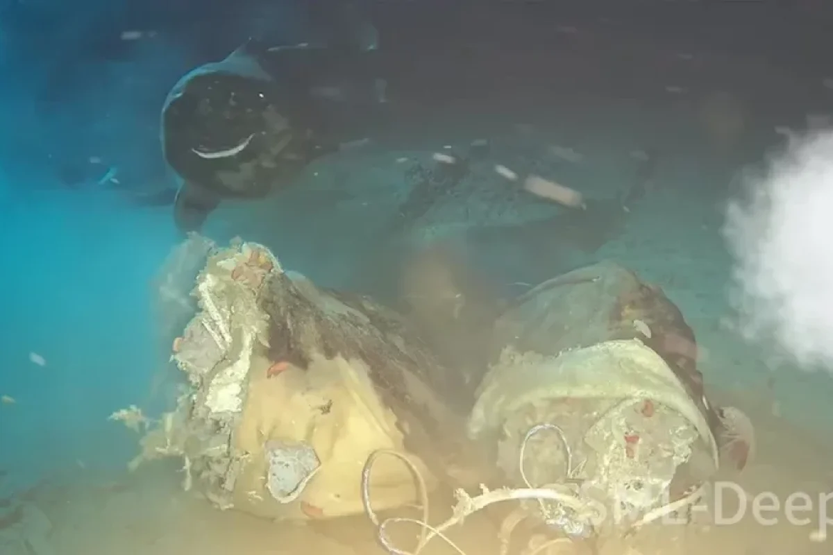 Okeana bir inək leşi atdılar, nəticə hamını heyrətləndirdi