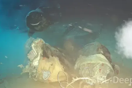 Okeana bir inək leşi atdılar, nəticə hamını heyrətləndirdi