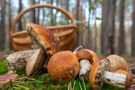 Onları heç kim yığmırdı, amma indi... - Meşələrdəki ən dadlı göbələklər