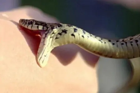 Azərbaycanda 16 nəfəri ilan sancdı – Xəbərdarlıq: Bunları etməyin!