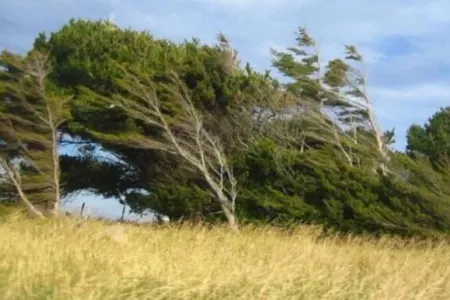 Güclü külək 3 rayonda problemlər yaratdı