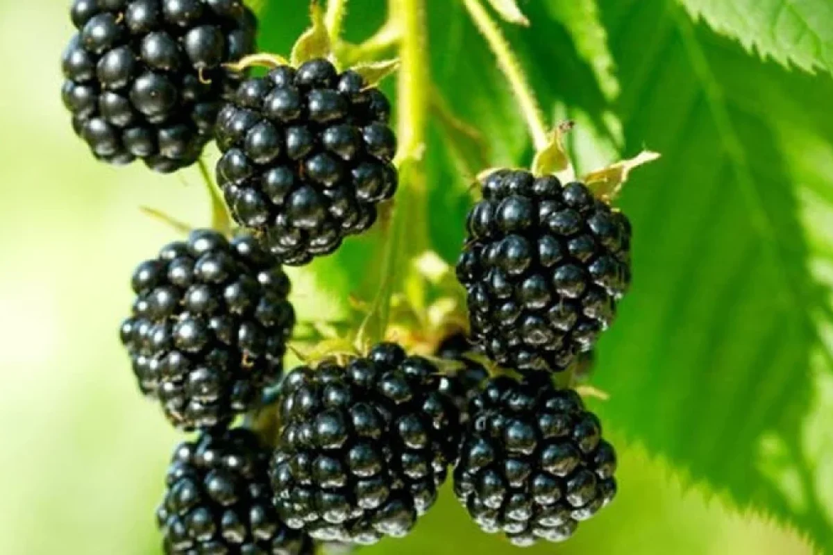 Moruq qədim dərman vasitəsidir