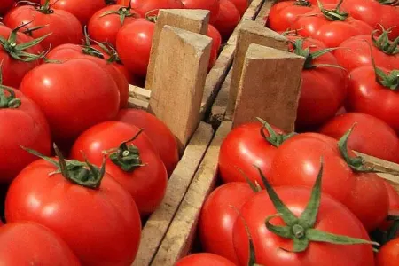 Rusiyaya pomidor sata bilməsək...