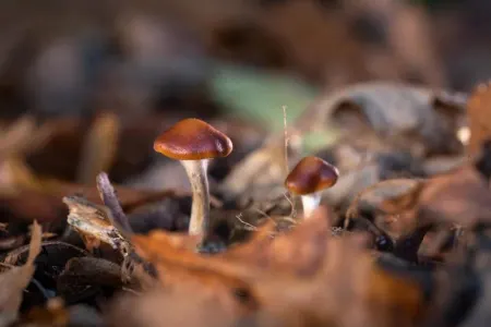 Göbələk xərçəngin dərmanı imiş