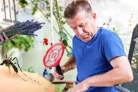 TƏBİİ TƏLƏ: Yayın kəşfi ağcaqanadların sonunu gətirəcək