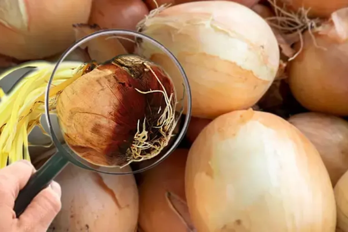 Soğanı göyərmədən uzunmüddətli necə - SAXLAMAQ OLAR?