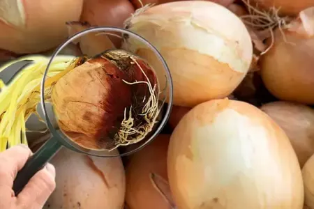 Soğanı göyərmədən uzunmüddətli necə - SAXLAMAQ OLAR?