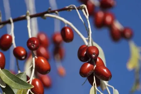 Bu vitaminlərə görə iydə YEYİN