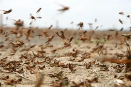Bakıya çəyirtkələrin kütləvi axını - SƏBƏB NƏDİR?