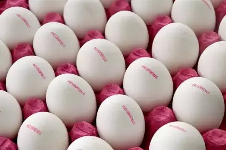 Yumurtada yeni QAYDALAR