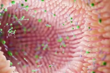 Bağırsaq üçün ən yaxşı meyvə ortaya çıxdı