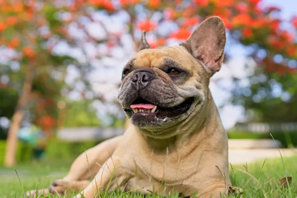 Alimlər itlərin insanlar haqqında nə düşündüyünü araşdırdı