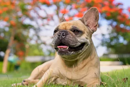 Alimlər itlərin insanlar haqqında nə düşündüyünü araşdırdı