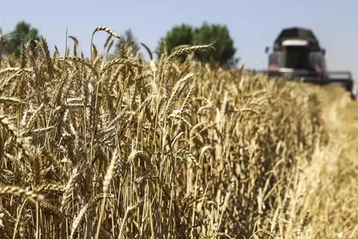 55 milyon tonluq taxıl ixracı - PLANLANILIR