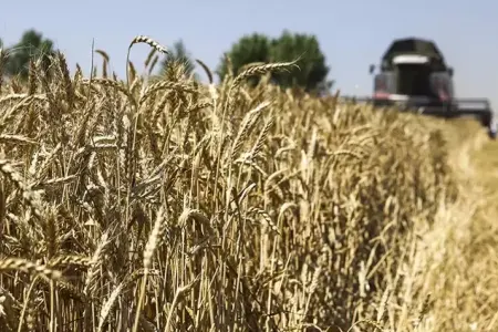 55 milyon tonluq taxıl ixracı - PLANLANILIR