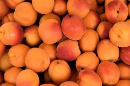 Bu ərikləri qətiyyən almayın