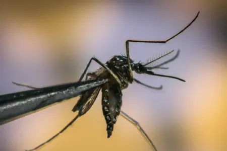ÜST ağcaqanad virusunun yayılması ilə bağlı - həyəcan təbili çalır