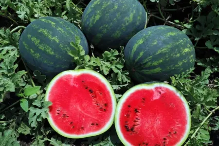 Azərbaycanda qarpız kəskin bahalaşacaq