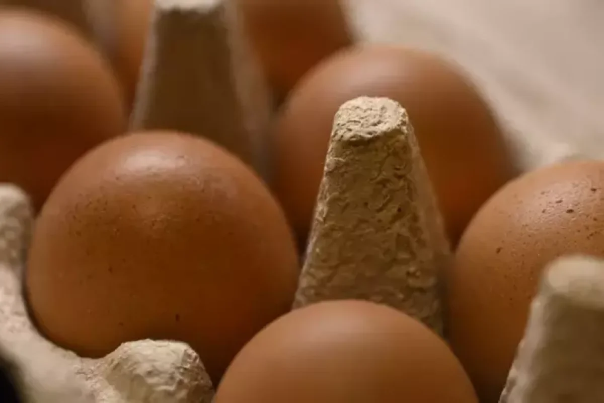 Yumurta ixracında rüsum - LƏĞV EDİLDİ