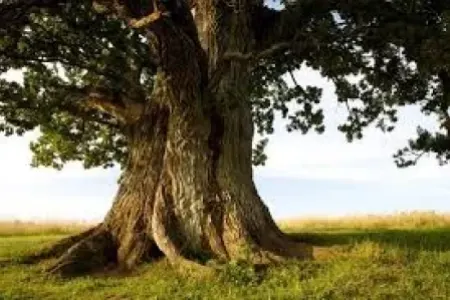 6 rayonda meşə yanğınlarına qarşı MÜBARİZƏ - MÜBARİZƏ