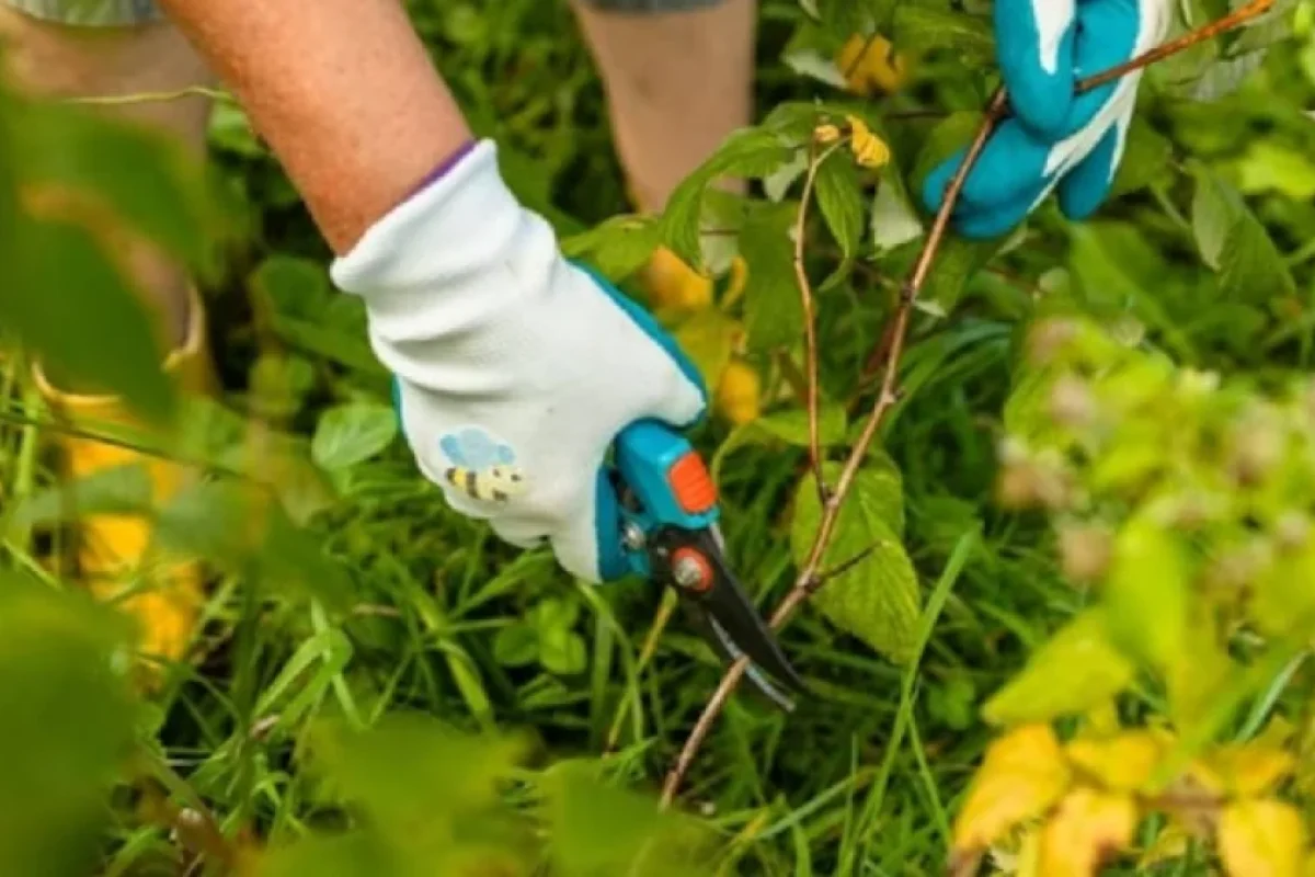Bağınızda bu bitkiləri görsəniz - QOPARTMAYIN