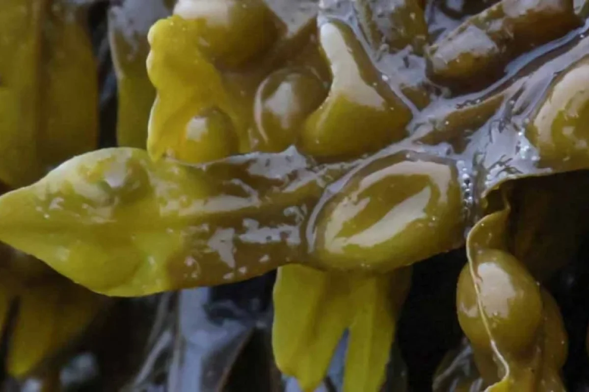 Ətin yerini bu məhsullar alacaq