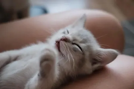 Evdə pişik saxlayanların nəzərinə - İflic riski var