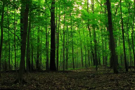 Yolu azaraq gecəni meşədə keçirən qadın tapıldı
