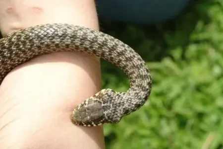 Samuxda 56 yaşlı kişini ilan sancdı