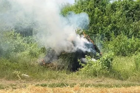 Lerikdə 5 ton narkotik bitki məhv edildi