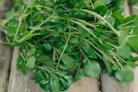 Pəncərədə səssizcə böyüyür: - Dünyanın ən sağlam tərəvəzi!