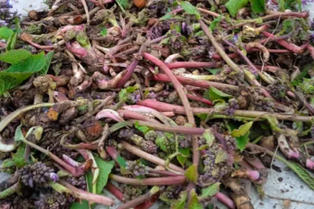 Yol kənarında bitən MÖCÜZƏ