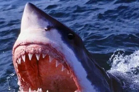 Qorxulu anlar: Adamyeyən köpəkbalıqları bu ölkəyə axışdı