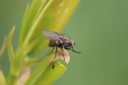 Üzərinə milçək qonan yeməyi yemək olarmı? - AÇIQLAMA