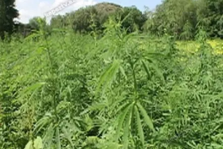 1,9 tona yaxın çətənə kolu - məhv edildi