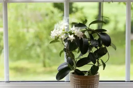 Kondisioner effekti yaradan təbii bitki