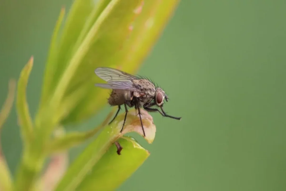 Üzərinə milçək qonan yeməyi yemək olarmı? - AÇIQLAMA