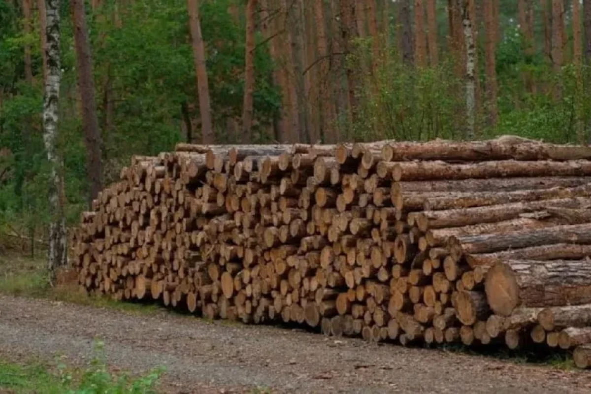 800 illik üsul: - Ağac kəsmədən odun ƏLDƏ EDİRLƏR