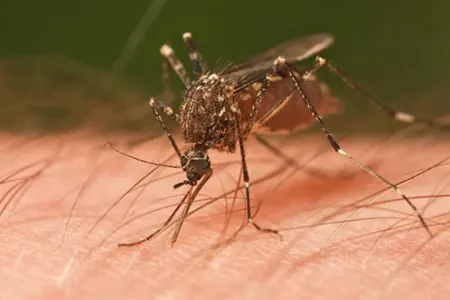 Çində yeni virus yayılır - 7 min insan yoluxub