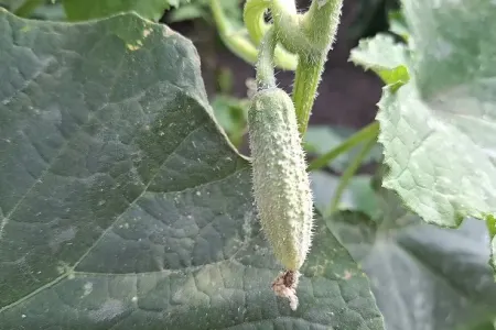 Bu üsuldan istifadə edin: - Xiyar yarpaqları yenidən yaşıllaşır: Hər gün bir vedrə yığacaqsınız
