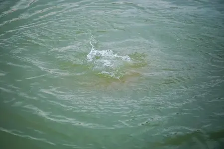 Astarada 62 yaşlı kişi dənizdə boğuldu