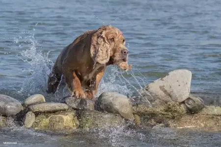 Yayda heyvanları istidən necə - QORUMALIYIQ?