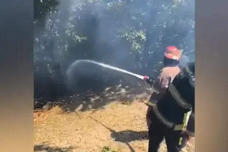 Masallıda meşədə yanğın olub - VİDEO